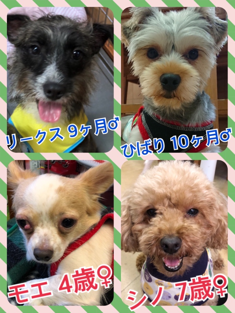 【🐾本日の里親様募集中ワンコメンバー🐶】2018,6,24